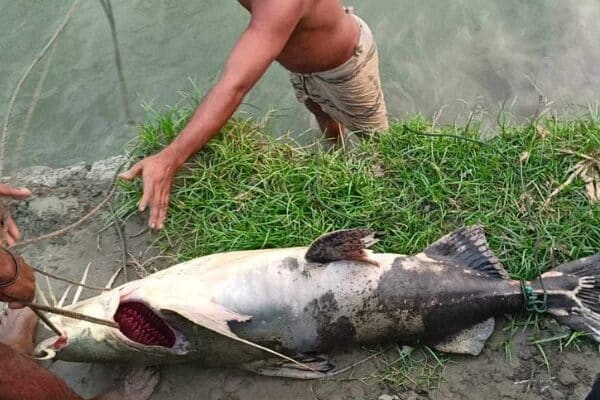 যমুনায় শখের জালে ৩০ কেজির বাগাড়