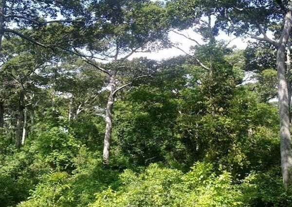 সাভারে বনভূমি দখলের অভিযোগ, ‘এগ্রো ট্যুরিজম’ প্রকল্প ঘিরে প্রশ্ন